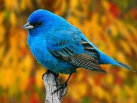 indigo bunting